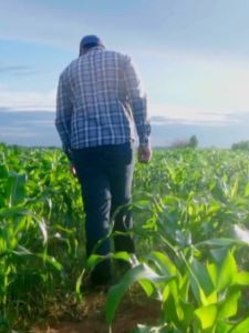 BestKill - High-Quality Organic pesticides Made from Neem Oil -1000ml + ROOTING POWDER