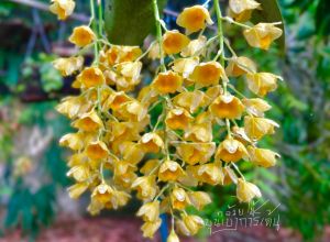 เอื้องกล้วย 6 นิ้ว กล้วยมัฉฉาเหลือง ติดขอนไม้ ขนาด 6-10 ลำต้น สำหรับ 1 ไม้/ขุนเขา ปีผ่าตัด การ์เด้น