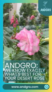 ANDGRO Foliar Spray for Flowering& ANDGRO Foliar Spray for Healthy Leaves Bundle (Desert Rose)