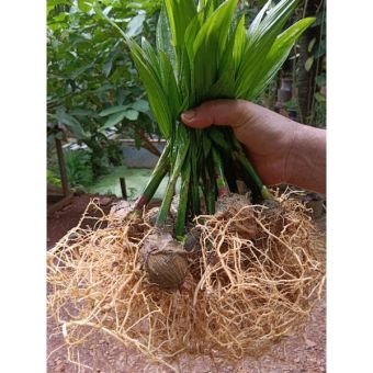 รูปจากผู้ขายบน Lazada: 🌴 Tall Betel Plants Pulled from Nursery Bags, 5 Baht Each, 20 Plants Per Set. 🌴 ตั้งราคา ฿100 ขายแล้ว 262 ชิ้น
