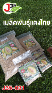 (1005001000กรัม) เมล็ดแตงไทยพันธุ์เนื้อเขียว 031 แตงไทยลูกรี  แตงไทยลายสิงค์โปร  เมล็ดพันธุ์แตงไทย