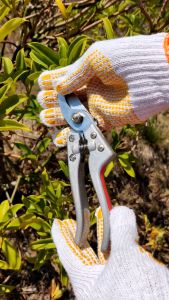 Kéo cắt cành cây SK5  hiệu Sanda JAPAN bằng thép không gỉ