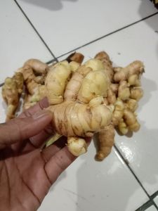 temu putih/temulawak putih fres isi 1 kg