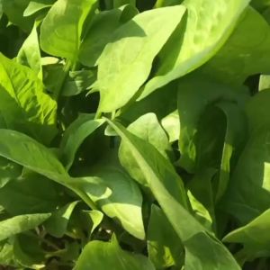 700 เมล็ด เมล็ดพันธุ์ ปวยเล้ง เมล็ดปวยเล้ง เมล็ดพันธุ์ผัก ผักออร์แกนิกเมล็ดผักต้นไม้มงคลปลูกง่ายถู