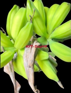 pisang batu muda segar | pisang kulutuk fress per 1 sisir