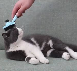 Sisir Brush Bulu Rontok & Grooming Hewan: Panduan Lengkap