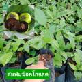 ต้นพับช็อกโกแลตพลับช็อกโกแลตมีความอร่อย หวานมัน ละมุนลิ้น และมีสารต้านอนุมูลอิสระสูง รสชาติจะคล้ายช็อกโกแลตและมีเนื้อนุ่มเหมือนขนมหวาน หลายคนบอกว่ารสชาติแปลกใหม่และน่าลอง . 