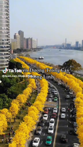 Hạt giống hoa phong linh hoa mix màu ( Gói 10 hạt ) - FlowerSeeds