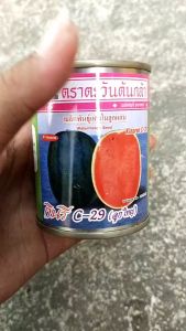 ตะวันต้นกล้า แตงโม กินรี C29 ขนาด 40 กรัม หมดอายุ 01/2570  ลอตใหม่ งอกดี ลูกใหญ่ ทรงกลมรี หวานกรอบ เนื้อแน่น สีแดง ขายง่าย น้ำหนัก 4-6 กิโลกรัม