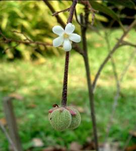 รากโรดทะนงแดงขุดสด(เฉพาะราก)30-40cm
