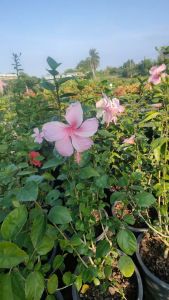 ชบาหนูสีชมพู กระถาง 11 นิ้ว ต้นสวยและแข็งแรง (กทม)