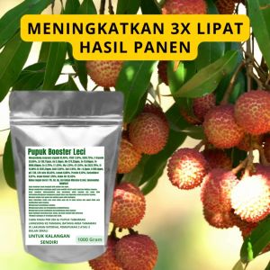 Pupuk Booster Leci Pelebat Organik Cepat Berbuah Lebat Besar Anti Rontok Pembesar Leci