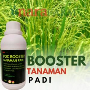 Pupuk padi sawah terbaikPupuk organik cair padiPupuk memperbanyak anakan padiobat buah padi
