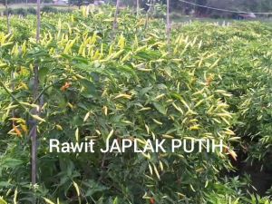 Benih bibit Cabe Rawit Setan Type Patalan JAPLAK PUTIH 10g dari Youseed
