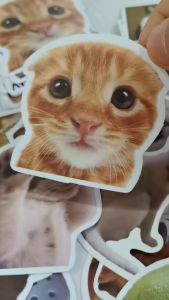50PCS /pack Funny Cat Stickers Creative DIY Laptop Phone Case Water Cup Stickers Home Decoration Stickers