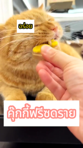 ขนมแมว อกไก่และฟักทอง 100% ขนมแมวฟรีซดราย 80g ขนมฝึกสัตว์เลี้ยง อุดมไปด้วยโภชนาการ ไม่มีสารเติมแต่ง