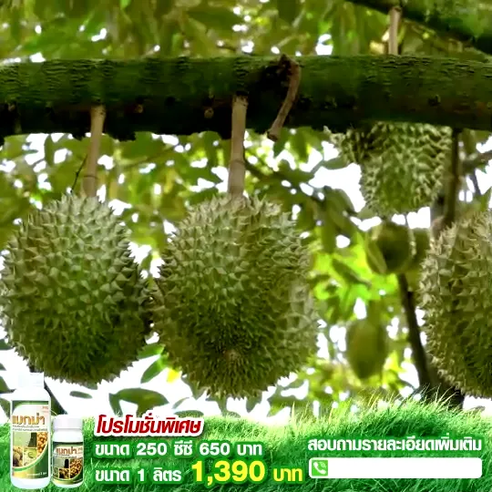 แมกม่า สารจับใบ 1000ซีซี เพิ่มประสิทธิภาพยาฆ่าแมลง