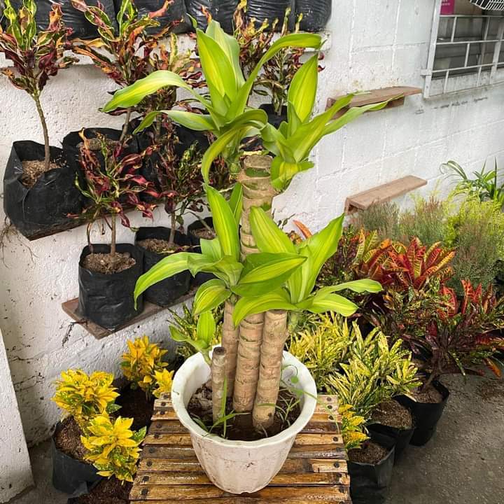 Live Plant Fortune Tree Fortuna Plant Plant Indoor Plant Outdoor Plant  Flowering Plant Hanging Plant Herb Seeds Indoor Plant - Lazada | Lazada PH