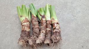 cây ráy voi lớn mua 3 tặng 1  mua 5 tặng 2