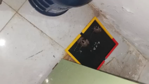 Lem Perangkap Tikus Cap Gajah Super Glue Ekstra Lengket Tidak Lepas