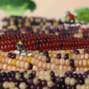 Bucatstate hamster snack sweet corn mini corn cob 仓鼠磨牙零食玉米玉米棒