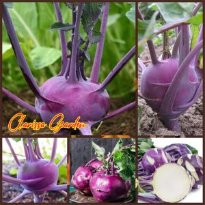 10 BUTIR BIJI/BENIH KHOLRABI PURPLE VIENA