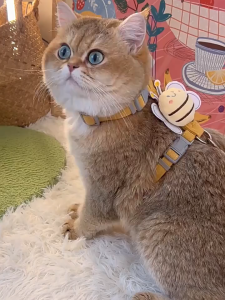 dây dắt yếm NHIỀU MẪU khóa cổ và thân siêu chắc chắn không sợ bé chạy mất dành cho chó mèo - T3 PETS SHOP