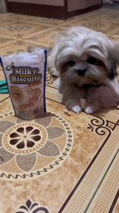 All Stages Adult Puppy 70g 200g Calcium Milky Biscuit Pet Plus Dog Treat Dog Snack Dog Food Pet Essentials