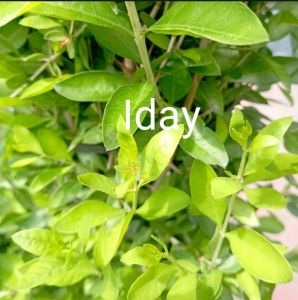 daun hena segar 500g daun hena arab / bibit hena paling murah