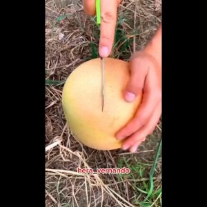 Bibit Jeruk Bali Madu Jumbo Hasil Okulasi Siap Berbuah
