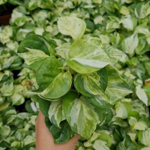 ❤ โปร 2.2 ❤ (3 กิ่งลด 5.-) พลูแอปเปิ้ล ต้นไม้ปลูกน้ำ ต้นไม้เลี้ยงในน้ำ ไม้ฟอกอากาศ ต้นไม้ในร่ม เสริมโชคลาภ ร่ำรวย ประดับบ้าน โต๊ะทำงาน