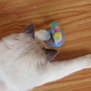 5 PCs Cat Mouse in Cage Toy Interactive Cat Balls Toy Random Color Kitten Creative Playing Toys Cat Mouse Toy Pet Supplies