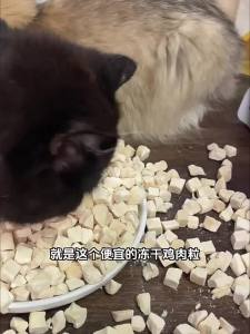 ZHUCHONG | Freeze-Dried Chicken Pet Snacks