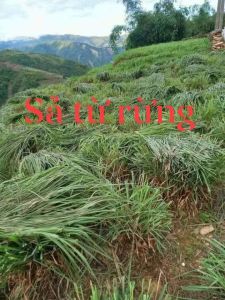 Tinh dầu xả java kalăng mường tè nguyên chất giúp đuổi muỗi nước lau sàn thơm tho nhà cửa.