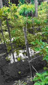 Pupuk FORBEST CALCIUM ACTIVE 1KG NUTRISI PENCEGAHAN RONTOK BUNGA BUAH DAN MENCEGAH JAMUR Tanaman