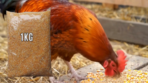 Jagung pecah full daging Nutrisi Lengkap mudah di cerna 1 kg Pakan Jago Merpati Burung Original zeorfarm