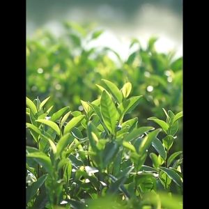 China Taiwan High Moutain JinXuan Milk Oolong Tea  AAA 冻顶金萱乌龙茶 Chinese Tai Wan High Mountains Jin Xun Milk tea Organic Green Tea 100g 200g 500g