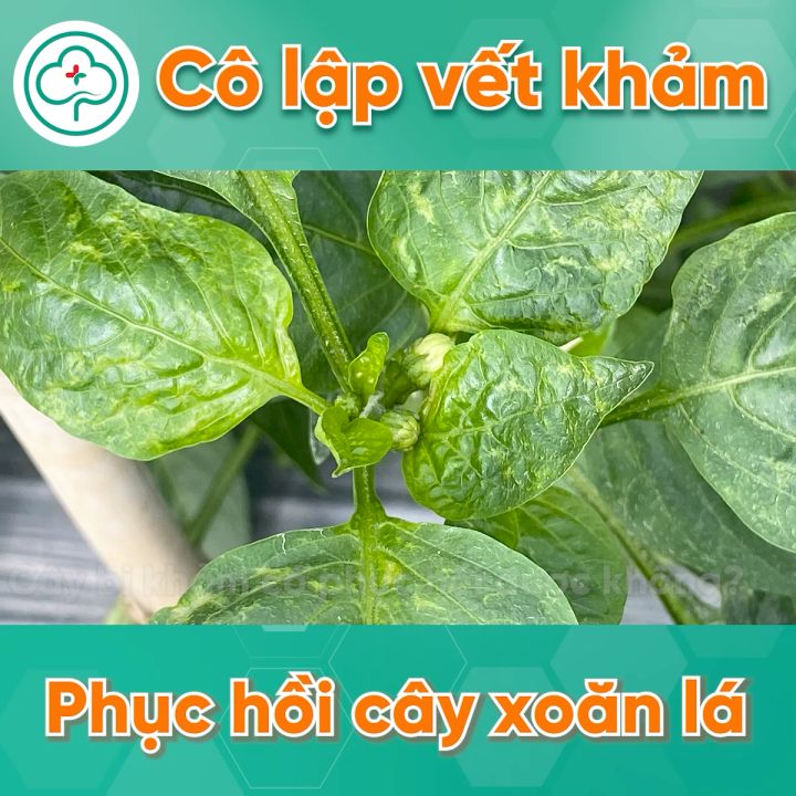 Chế Phẩm Phòng Trị Xoăn Ngọn Khảm Lá Sượng Trái Do Virus BS05 Movir ...