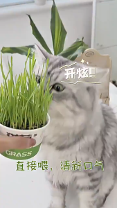 Lon hộp giấy trồng cỏ mèo tươi cho Mèo hỗ trợ tiêu hóa tiêu búi lông (mẫu mới) - Hara Pet Store