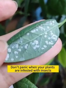 🌸Kill 300 types of pests🌸 Insect racun serangga tanaman 500ml Racun serangga tanaman Effect lasts for 10 years Racun serangga tanaman sayur No harm to plants Racun serangga rumah 100% kills aphids /ants/scale insec /thrips /aphids / red spider mites
