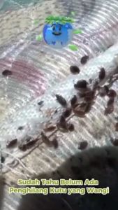 spray obat racun pembunuh kutu kasur kutu busuk bed bug killer paling ampuh gratis ongkir