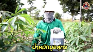 น้ำหมักขี้หมูสูตรเข้มข้น 100% ขนาด 5 ลิตร ของเเท้จากโรงงานผลิต