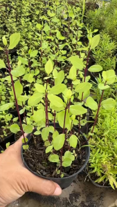 ต้นยูเอสเอมิ้นท์ (USA Mint) ขนาดกระถาง 4 นิ้ว ต้นสวยแข็งแรง