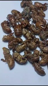 10 gram Chan Tui Circada Moulting 蝉蜕 Chantui Periostracum Cicadae