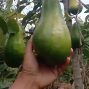 Pupuk Cair Buah Alpukat/ Pupuk Semprot Perangsang Buah Alpukat Agar Berbuah Lebat/ZPT Hormon Alpukat