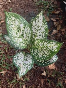 Tanaman hias aglonema dut white cantik