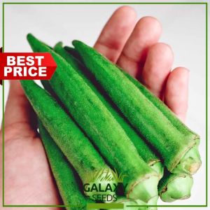 GalaxySeeds Smooth Okra Seeds: A Complete Guide (10 Seeds)