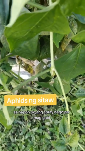 100% Effective Insecticides spray for plants Insecticide for vegetables 100%effective No harm to plants only insecticides Plant insecticide spray pesticides spray for plants insecticide for plants insectiside spray for plants insects killer spray