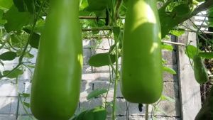 F1 UPO TAMBULI (25pcs seeds) SUPER LONG/BOTTLE GOURD/HIGH GERMINATION RATE/EASY TO PLANT/HIGH YIELDING/MORE PROFIT