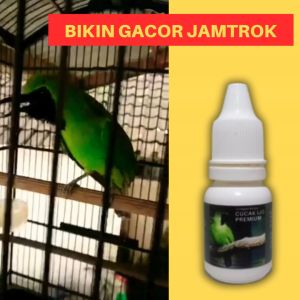 Vitamin Burung Cucak Ijo Premium Buat Lomba & Harian Biar Gacor